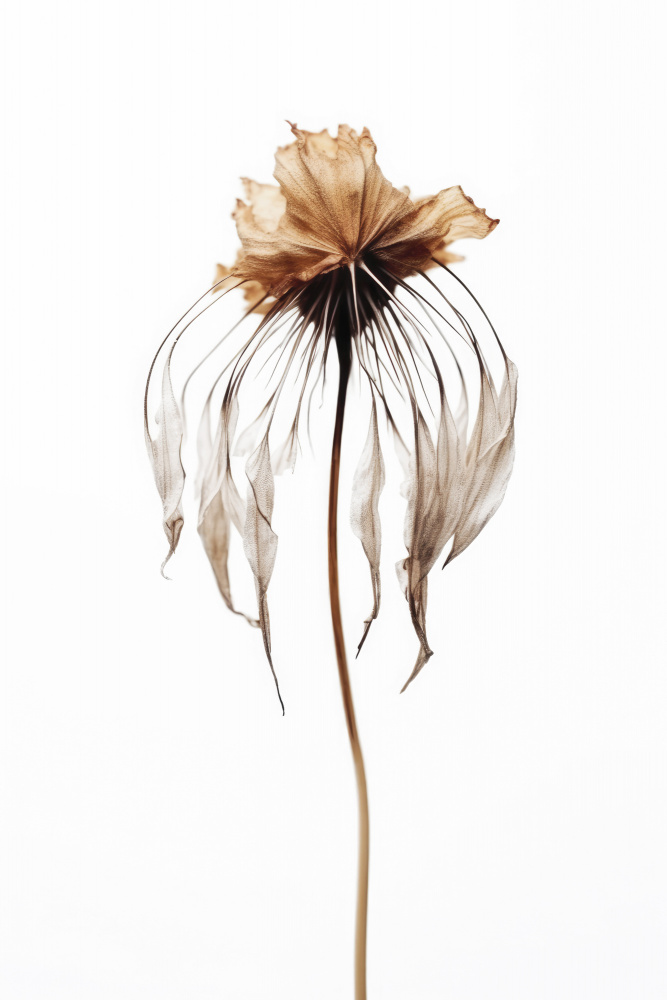 Dry Jelly Fish Flower von Treechild