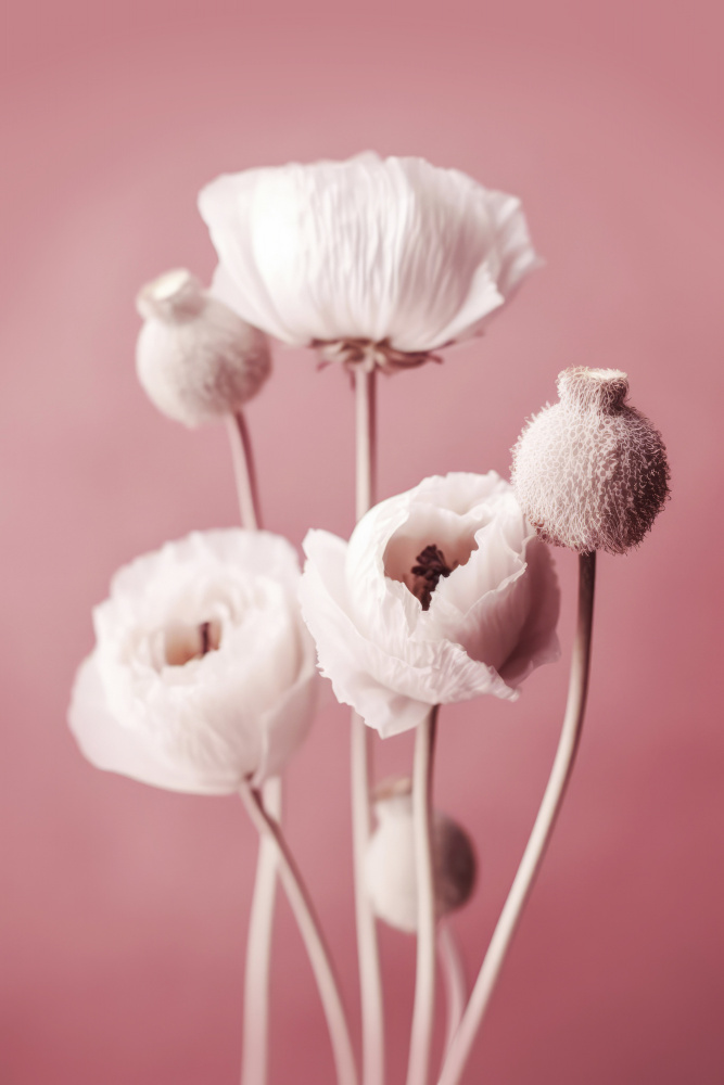 White Poppy On Pink Background von Treechild