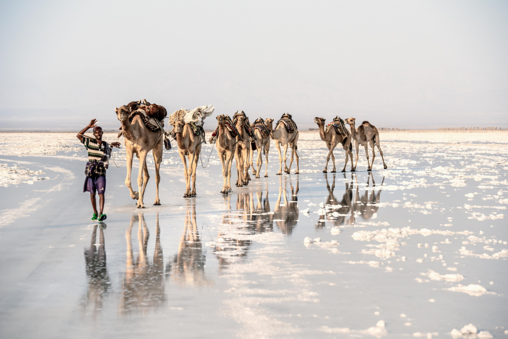 The salt of Ethiopia von Trevor Cole