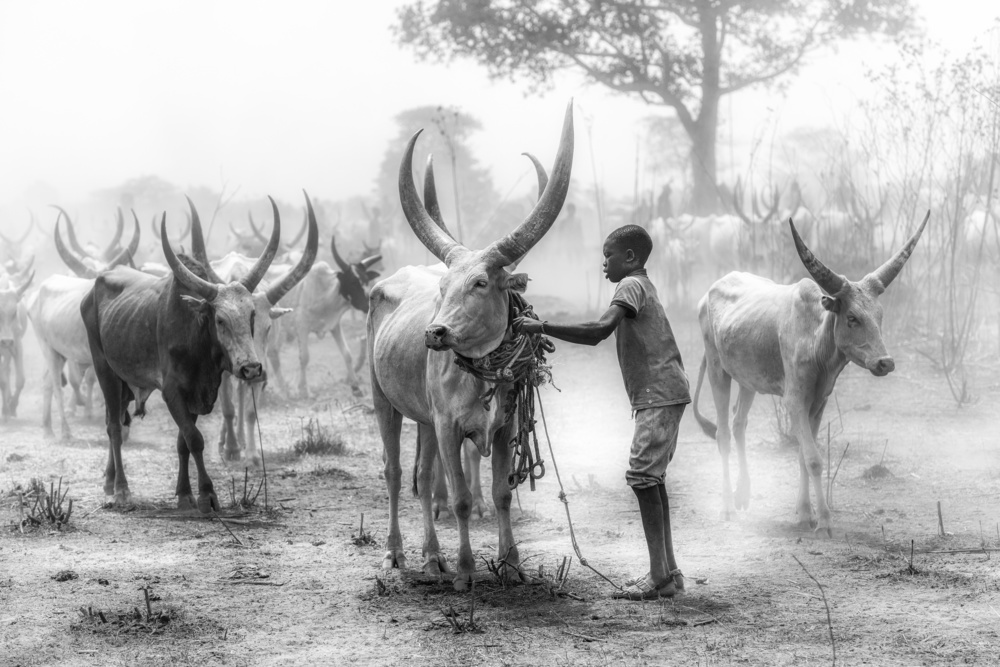 Tethering the bull von Trevor Cole