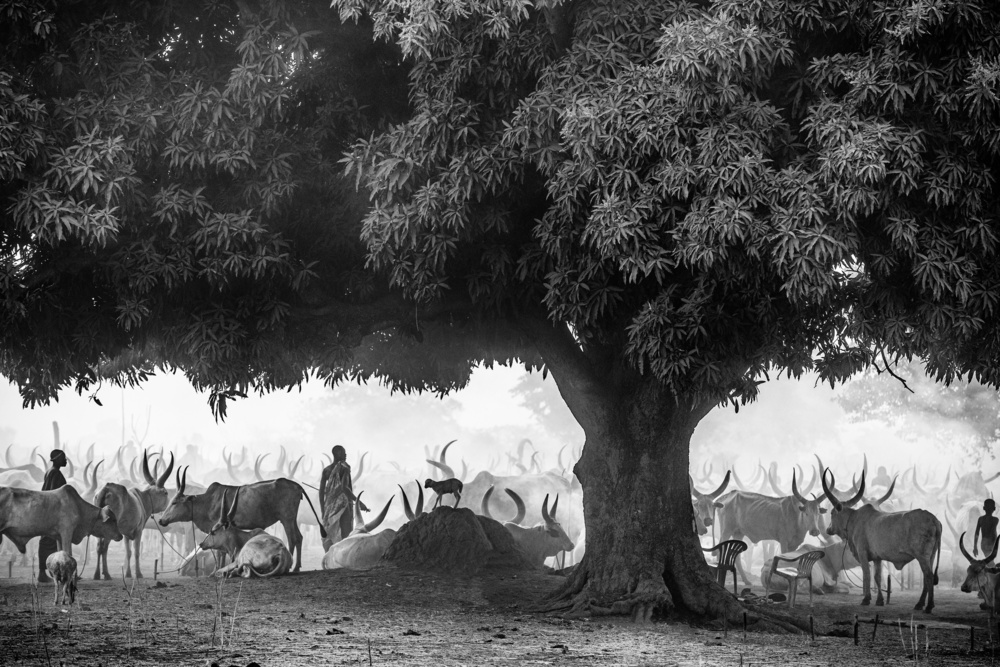 The Mango tree von Trevor Cole