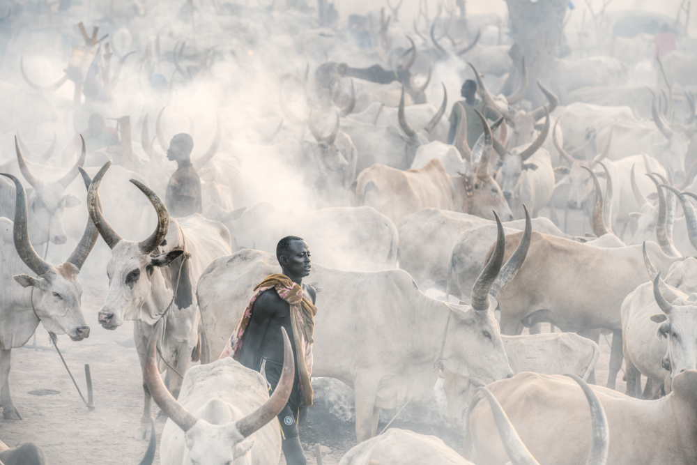 Herder in the haze von Trevor Cole