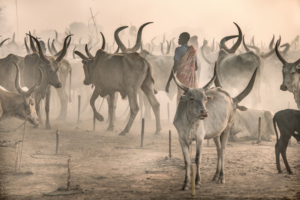 Herder in the midst von Trevor Cole