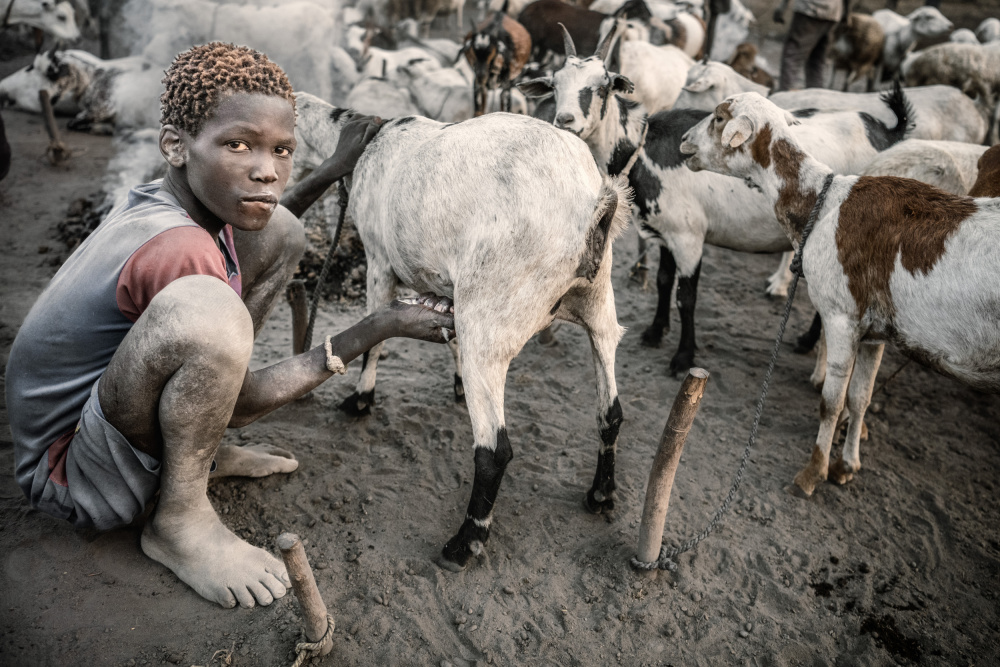 Milking my goats von Trevor Cole