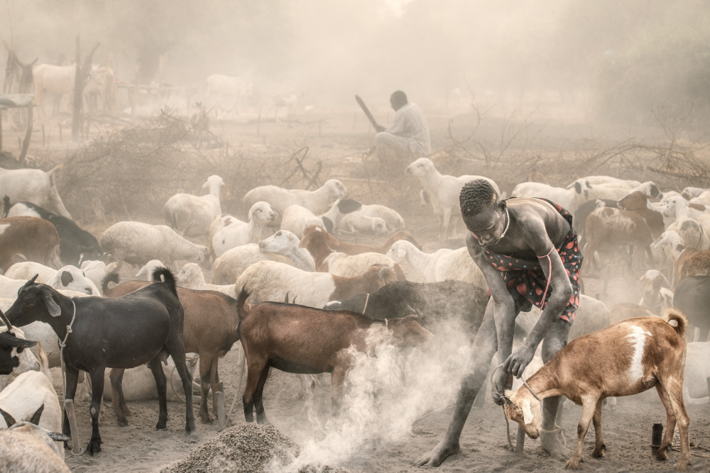 Young goat herder at work von Trevor Cole