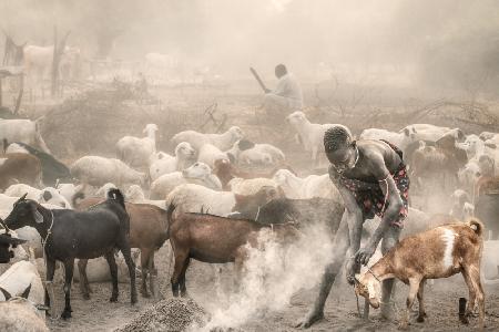 Young goat herder at work