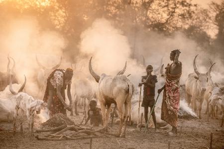 Life in a cattle camp