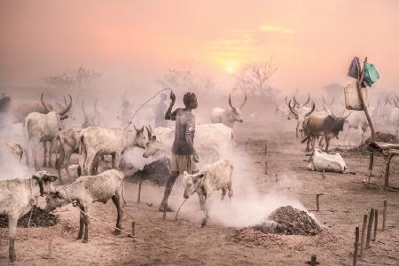 Cattle camp at sunset