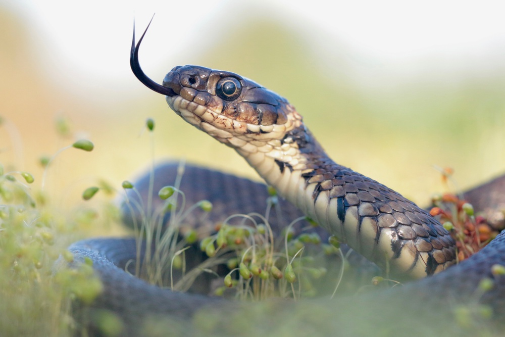 Grass Snake Portrait von Tristan Vratil