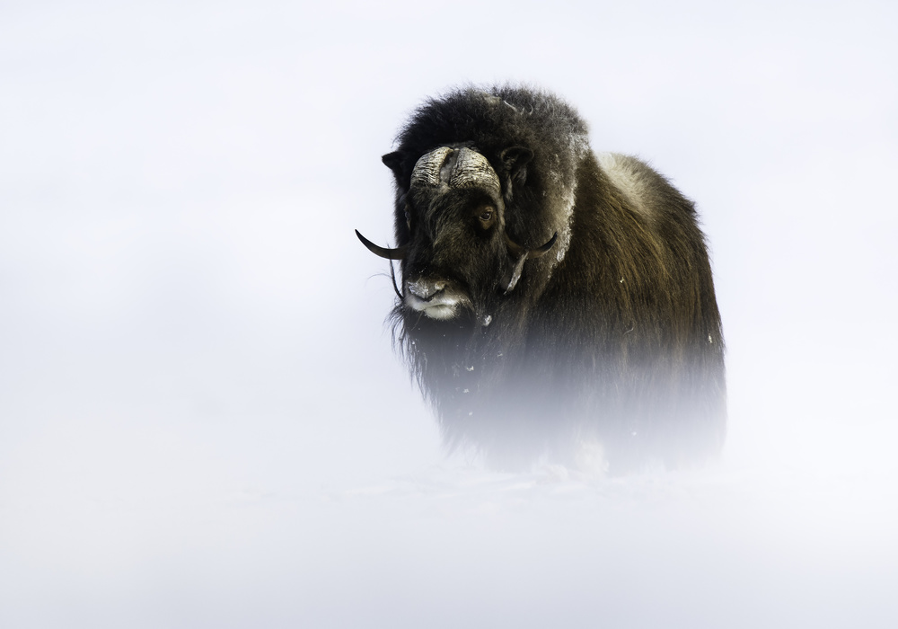 Muskox von Trond Westby