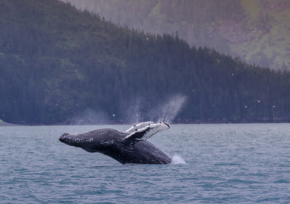 A Humpback Whale Jump out of  the Sea in Alaska von Tu Qiang (John) Chen