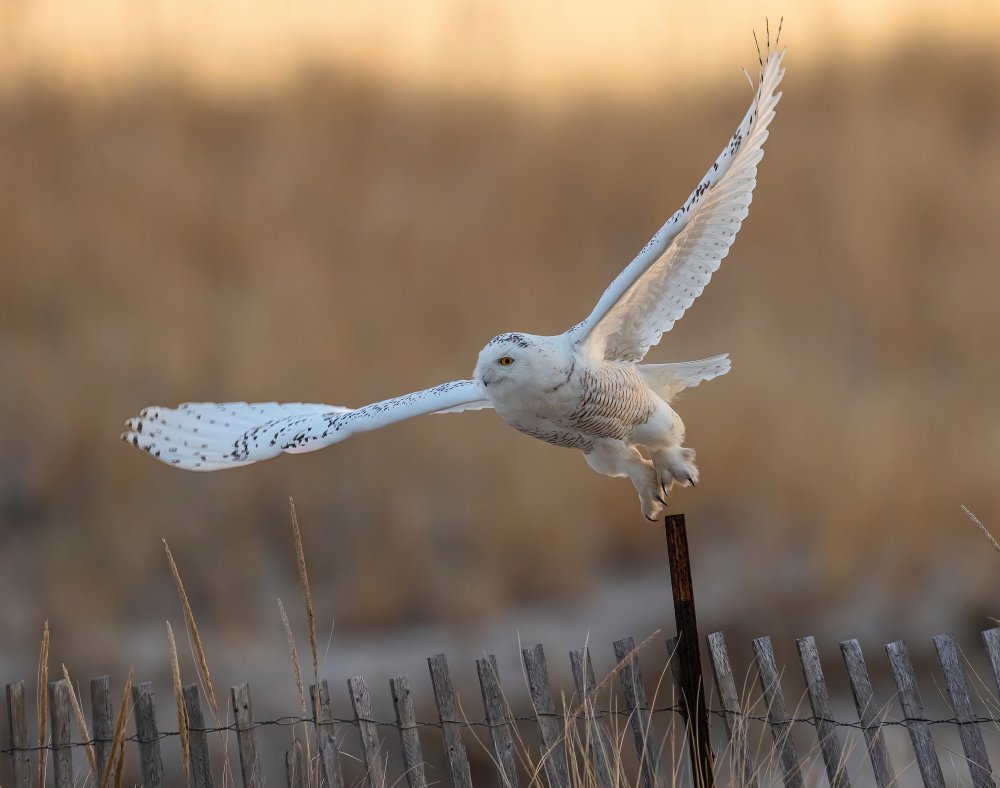 Jumping off for a Good Morning von Tu Qiang (John) Chen