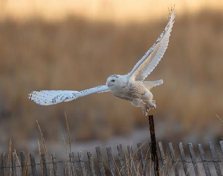 Jumping off for a Good Morning