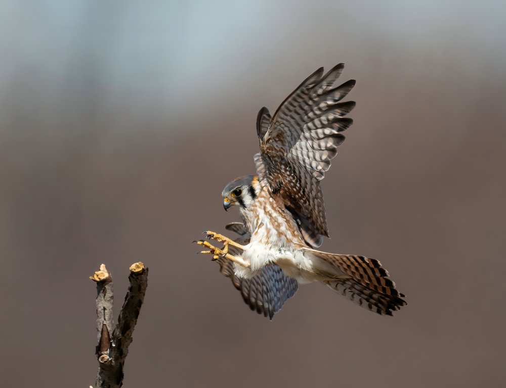 Landing von Tu Qiang (John) Chen