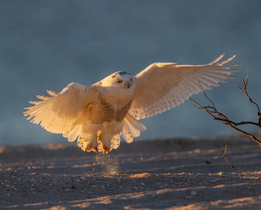 Snowy Owl in Early Morning von Tu Qiang (John) Chen