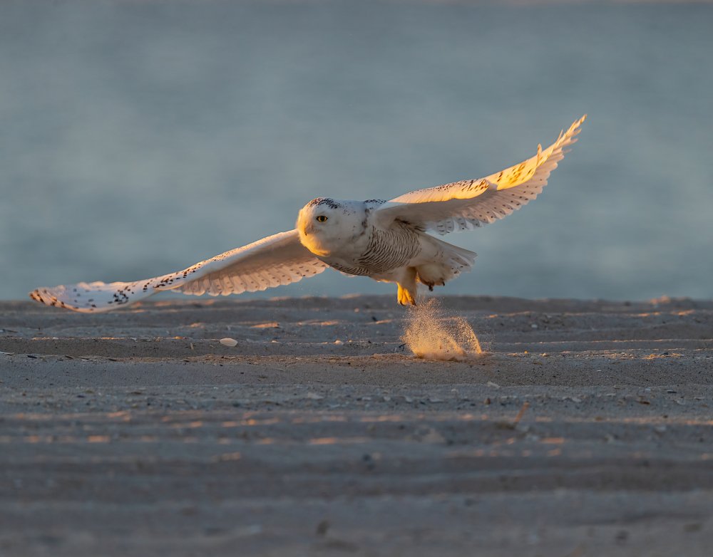 Jump on the Beach in Early Morning von Tu Qiang (John) Chen