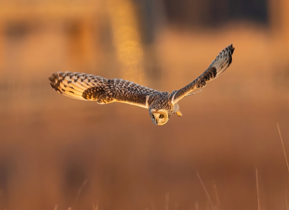 Short Eared Owl in Action at Sunset von Tu Qiang (John) Chen