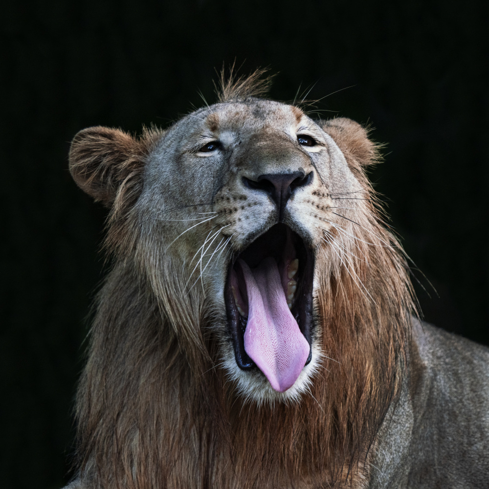 Yawning von TWEE LIANG WONG