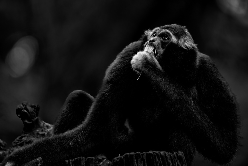 Pileated gibbon von TWEE LIANG WONG