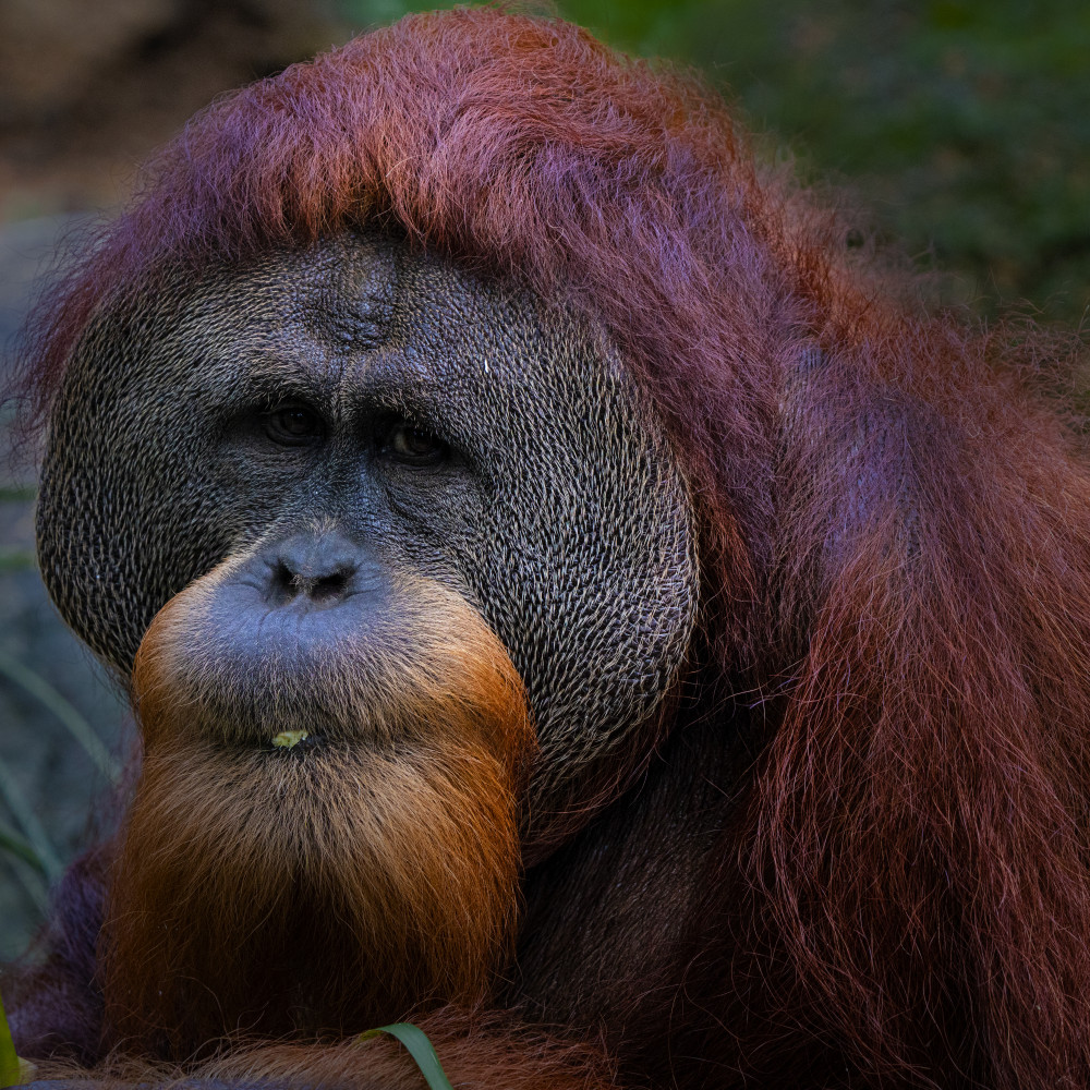 Orangutan 3 von TWEE LIANG WONG