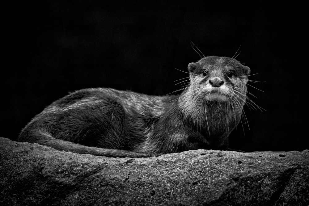 Otter von TWEE LIANG WONG