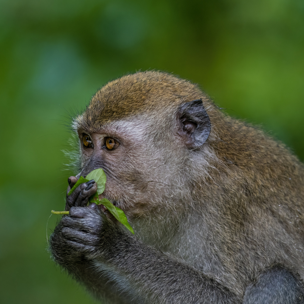 Smell nice. von TWEE LIANG WONG