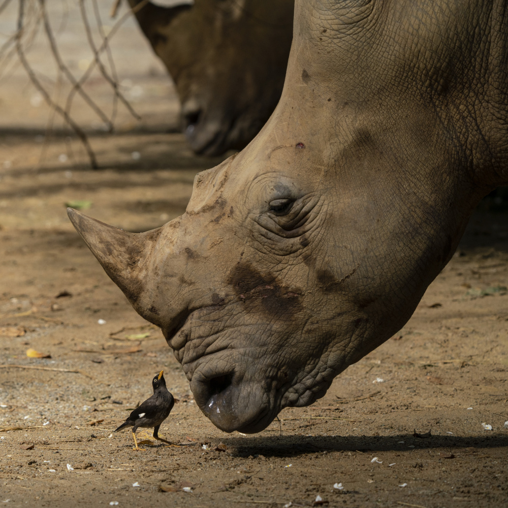 Greeting each other von TWEE LIANG WONG