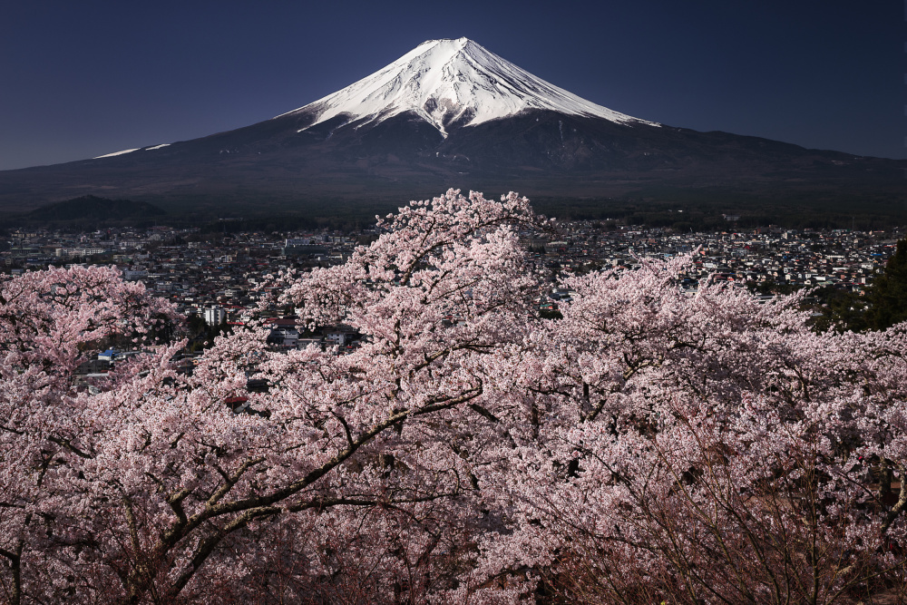 Fujiyama &amp; Sakura von udataro