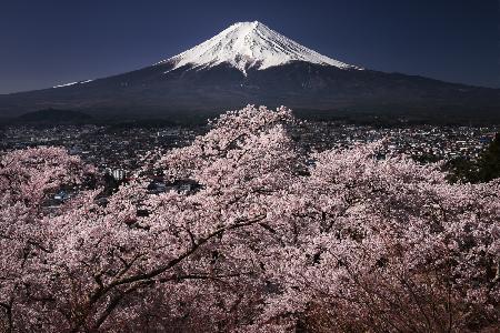 Fujiyama &amp; Sakura