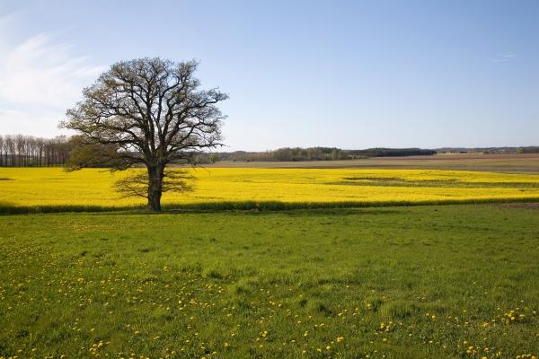 baum von Udo Hoeft