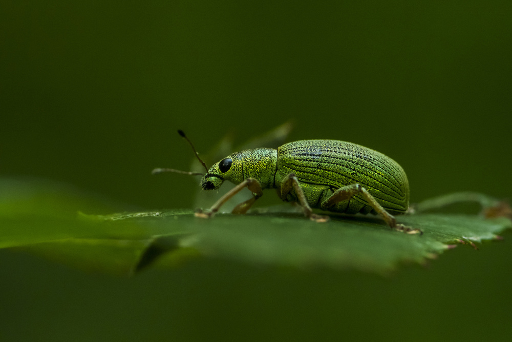 Phyllobius virideaeris von Udrea Dan