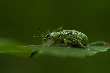 Phyllobius virideaeris