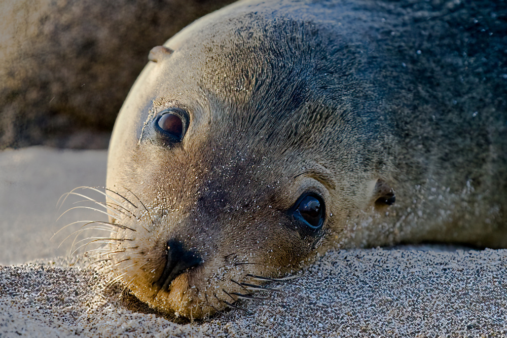 Curious von Ugur Erkmen