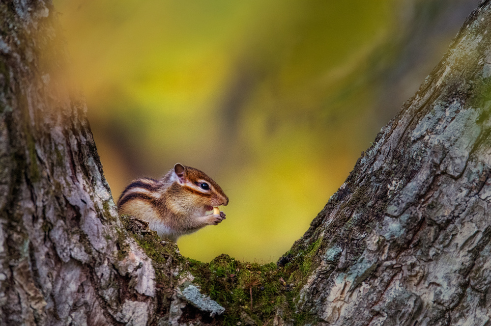 Hokkaido chipmunk　（Tamias sibiricus lineatus） von uho