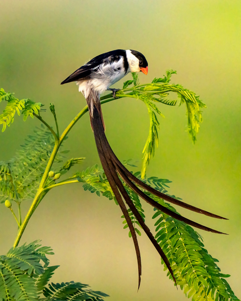 Pin-Tailed Whydah von Ujjawal Deep