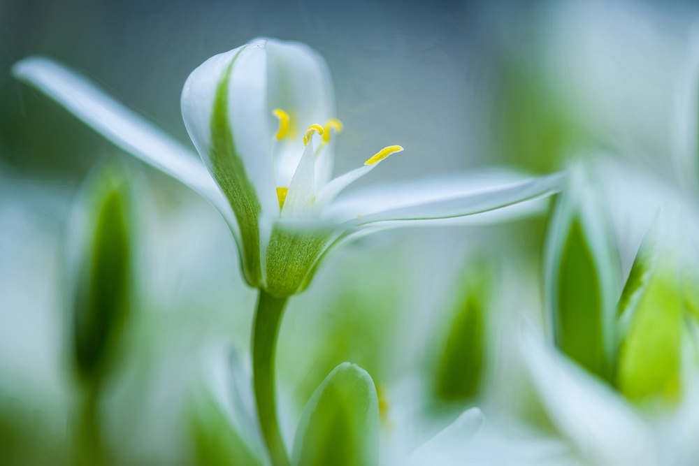 Emerging von Ulrike Eisenmann