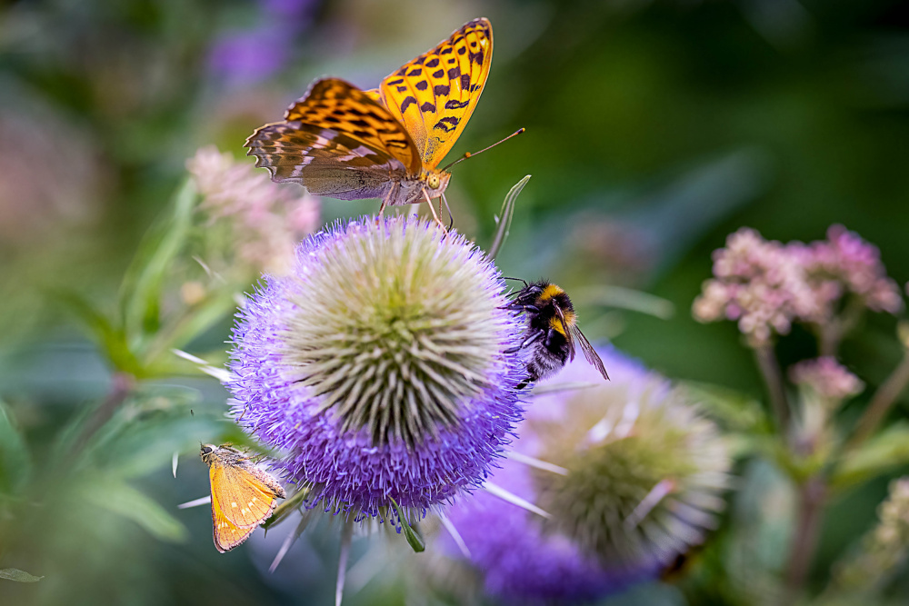 Peaceful Coexistence von Ulrike Eisenmann