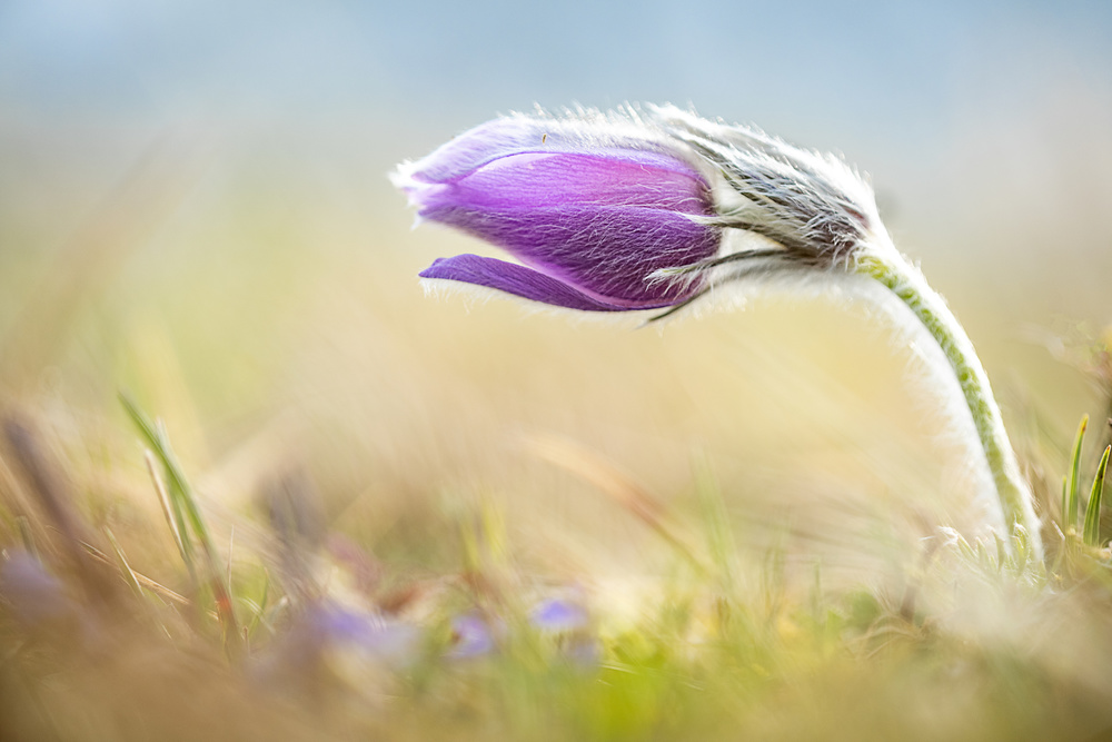 Springtime von Ulrike Eisenmann