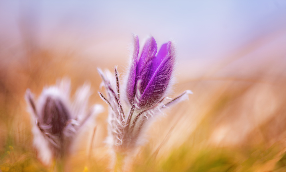 Pasque Flowers in the wind von Ulrike Eisenmann