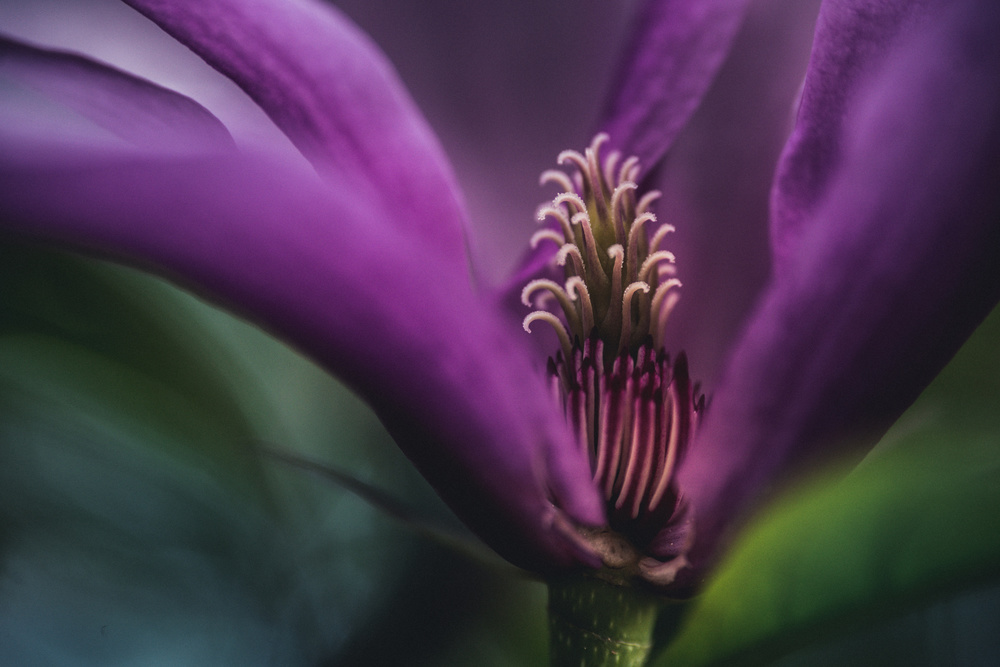 Magnolia inside von Ulrike Eisenmann