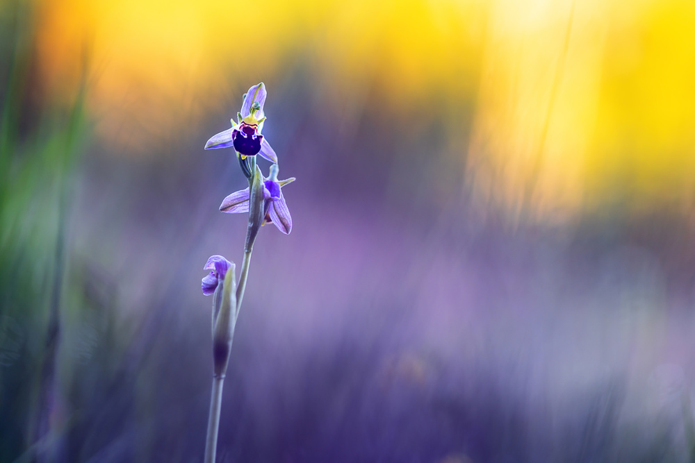 Ophrys apifera von Ulrike Eisenmann