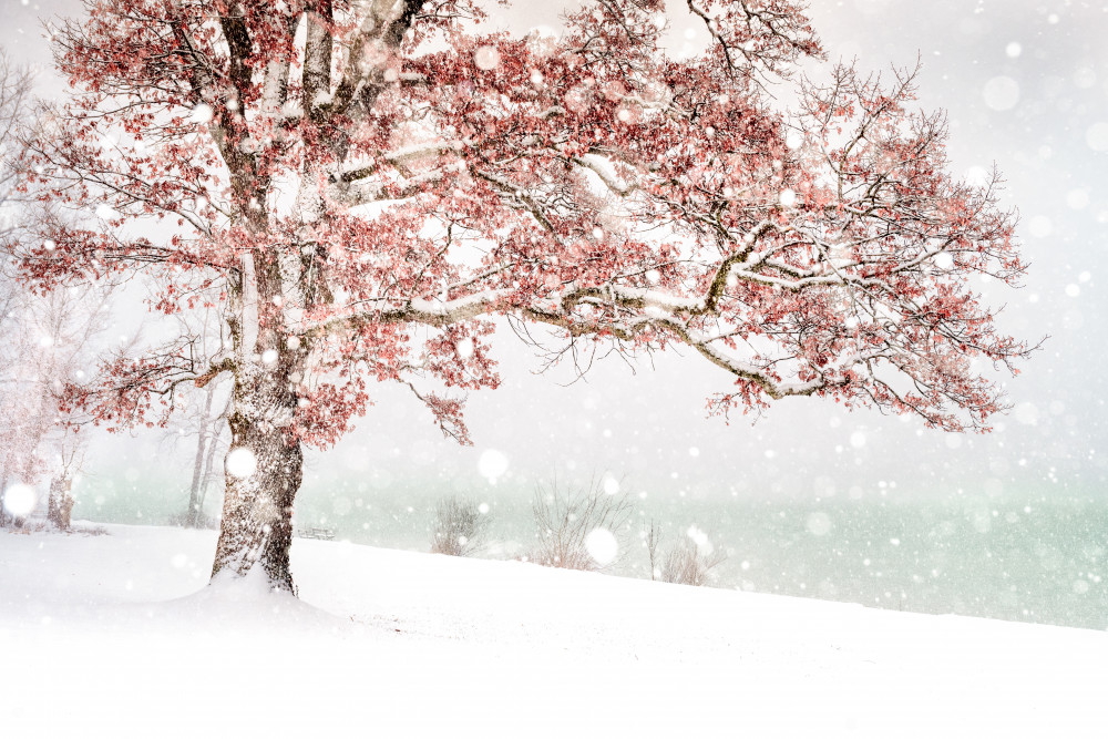 Snow at the lake von Ulrike Eisenmann