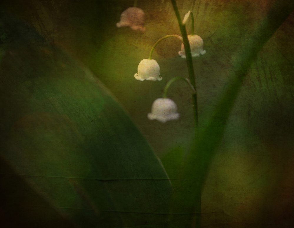 Dreaming of Spring - Lily of the valley von Ulrike Eisenmann