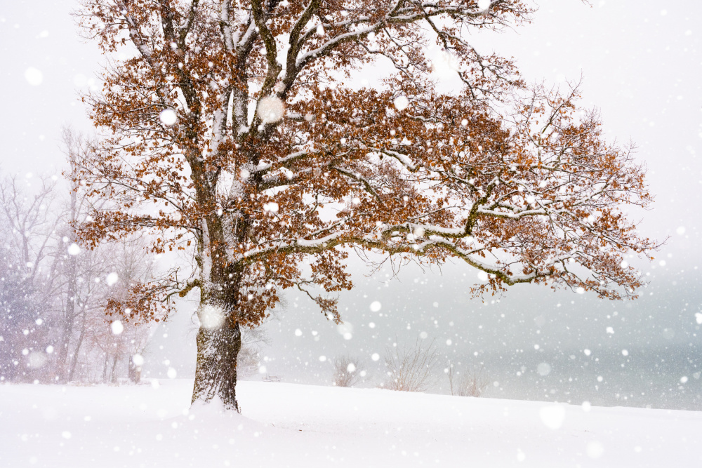 Winter at the lake von Ulrike Eisenmann