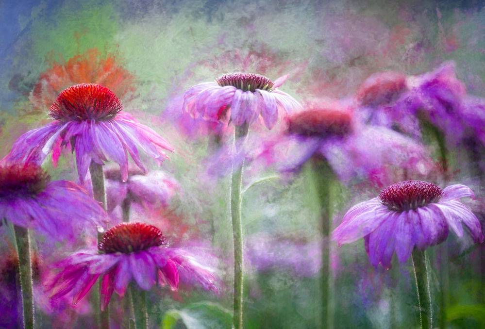 Cone Flowers in the morning light von Ulrike Eisenmann