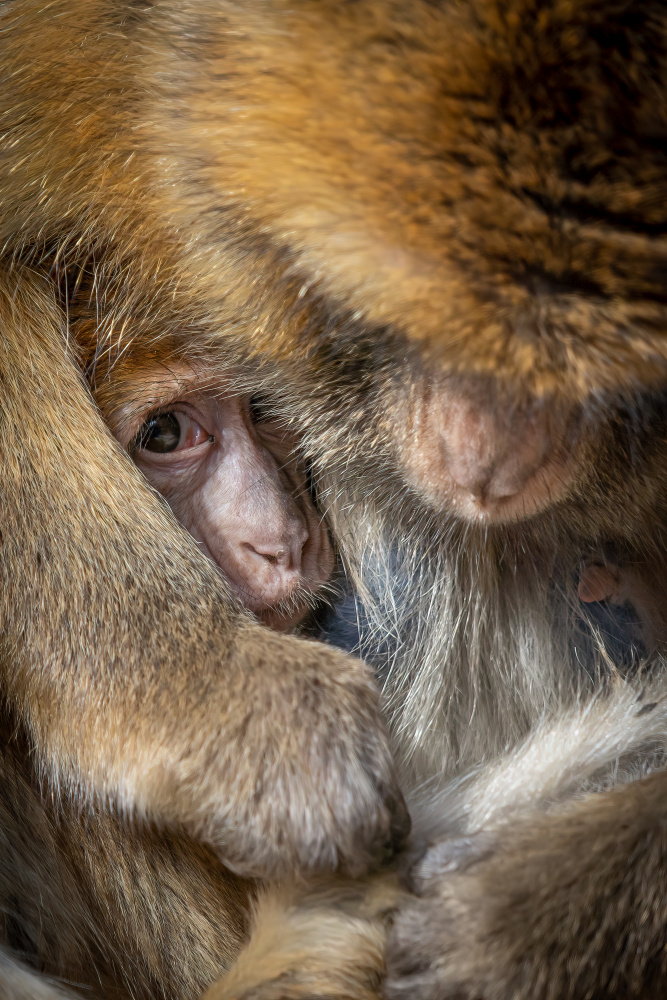 Berber Monkey Baby in Motherly Care von Ulrike Leinemann