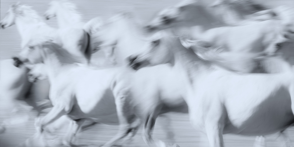 Herd of White Arabian Mares von Ulrike Leinemann