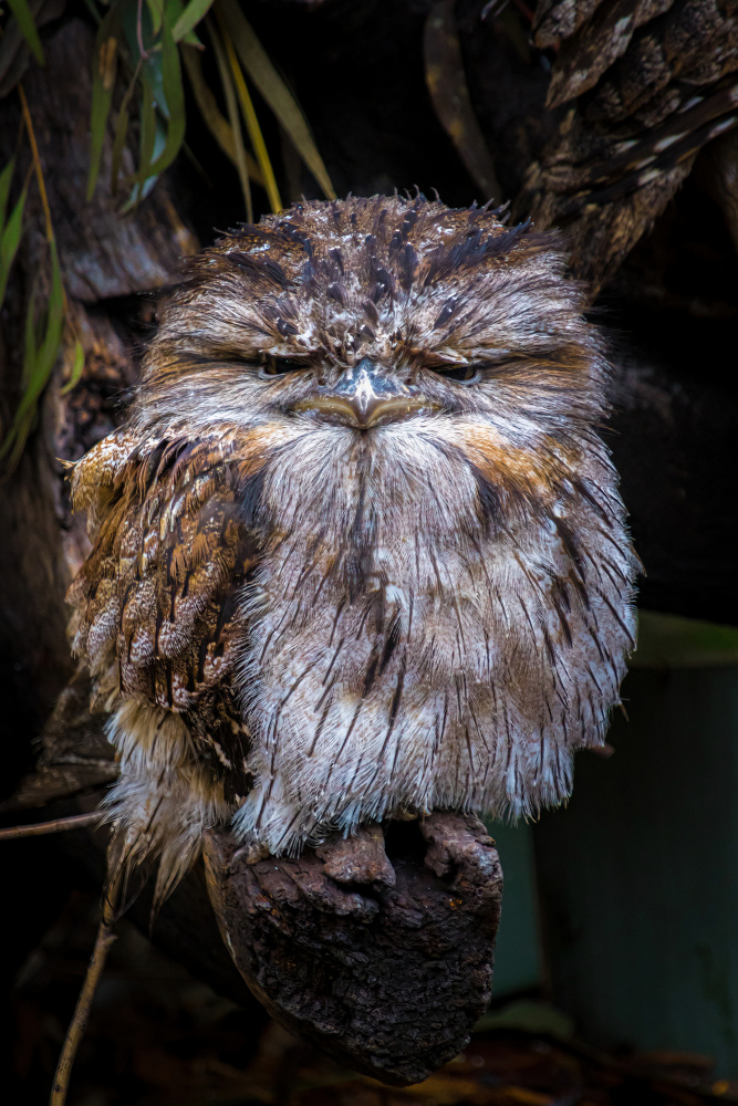 Grumpy Little Guy von Ulrike Leinemann