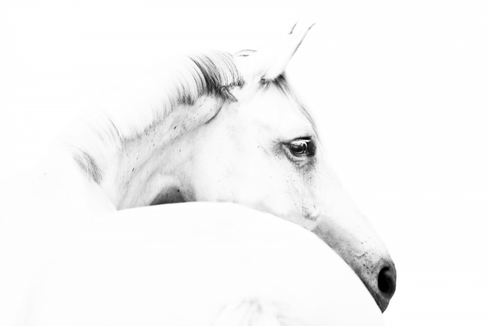 horse and minimalism von Ulrike Leinemann