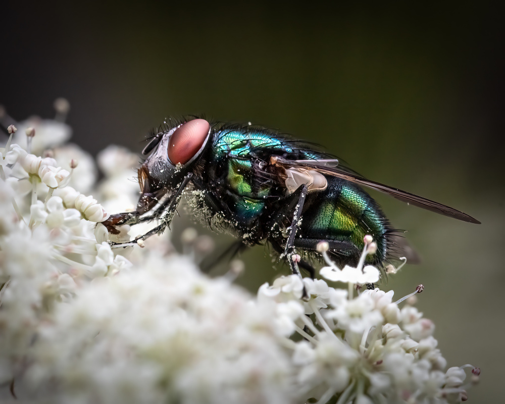 Feasting on Flowers von Ulrike Leinemann